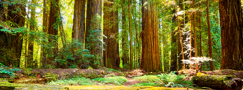 Sequoia trees